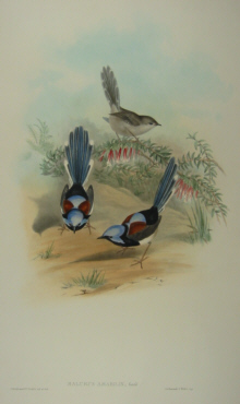 John Gould, Birds of Australia